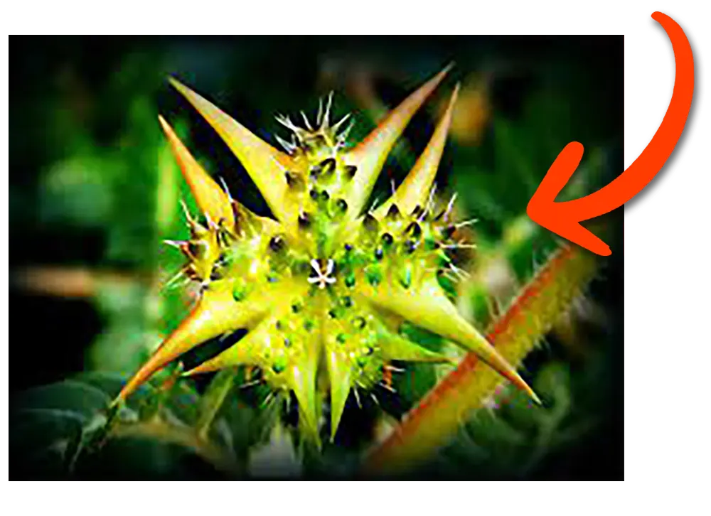 SYNERGEX 7
